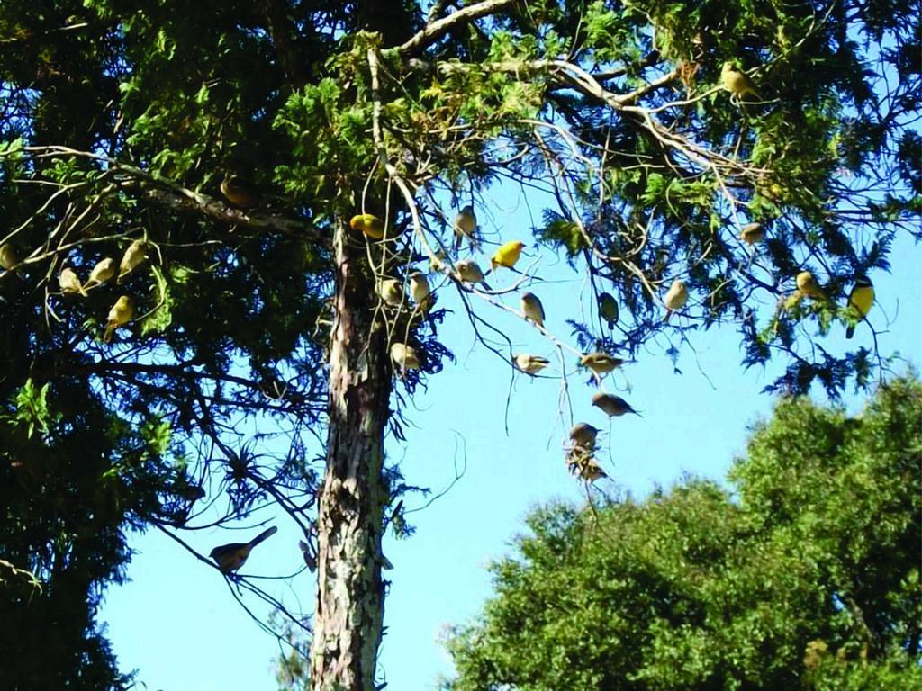 Pousada Nova Estancia Socorro  Kültér fotó